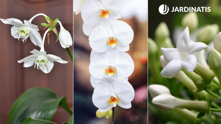 Tipos de flores blancas