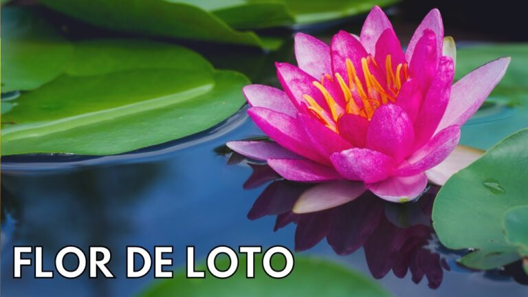 Flor de loto tatuajes